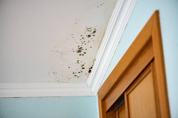 Best Home Mold Removal  in Aragon, GA