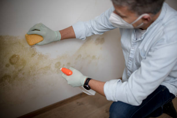 Best Affordable Mold Removal  in Aragon, GA